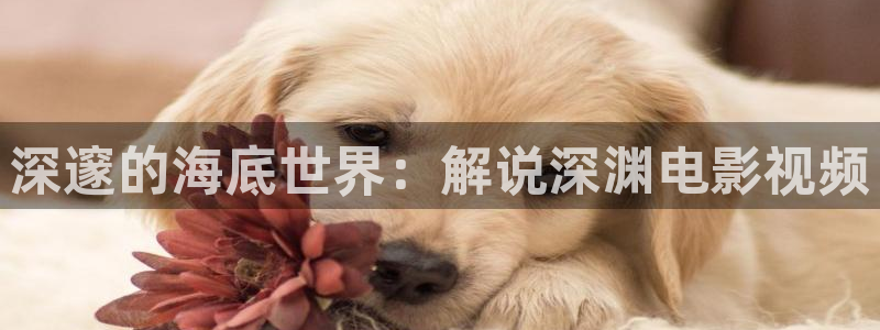 欧美午夜电影网址