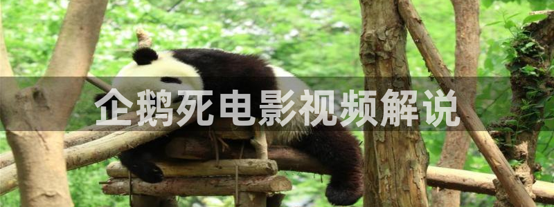 手机在线观看午夜影院：企鹅死电影视频解说